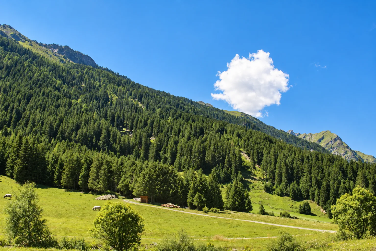 Bergwiese und Waldlandschaft im Pitztal